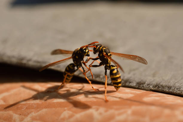 istock two wasp fighting together wildlife macro photography 1140386093