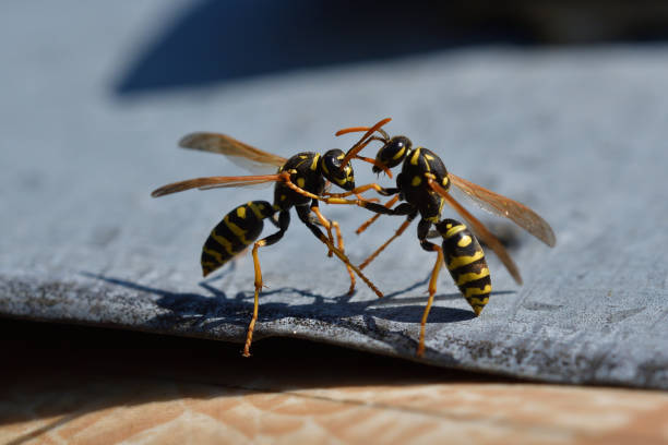 istock two wasp fighting together wildlife macro photography 1140386096