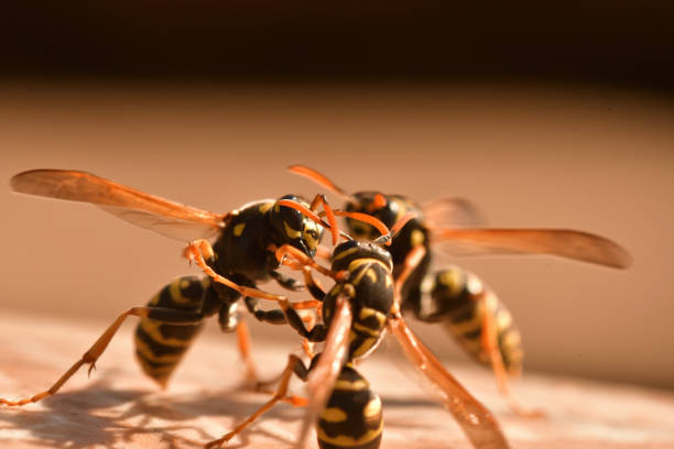 istock two wasp fighting together wildlife macro photography 1140386650
