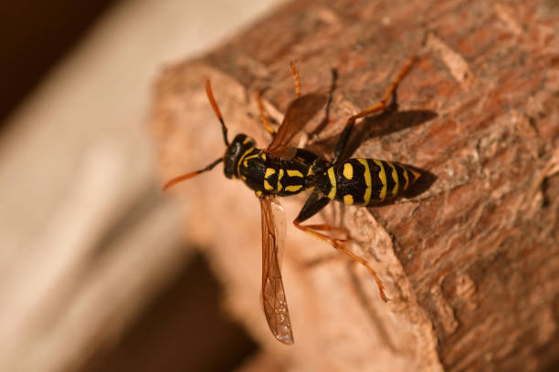 istock two wasp fighting together wildlife macro photography 1140386849