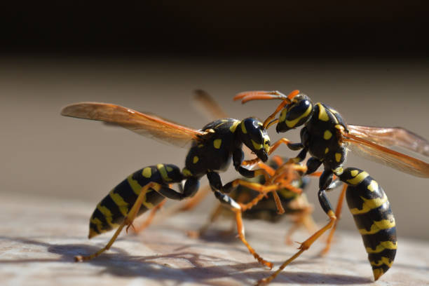 istock two wasp fighting together wildlife macro photography 1140387029