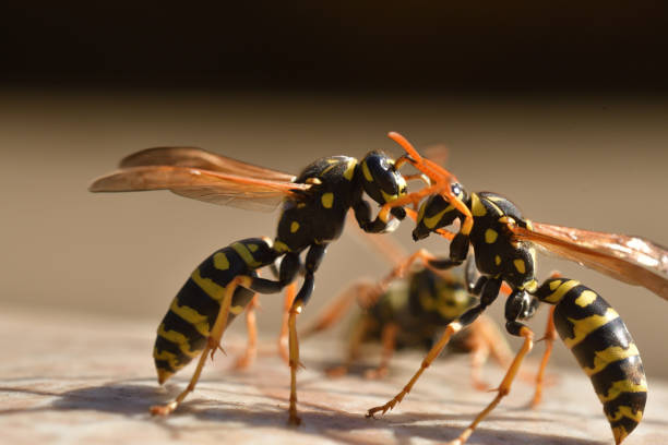 istock two wasp fighting together wildlife macro photography 1140387060