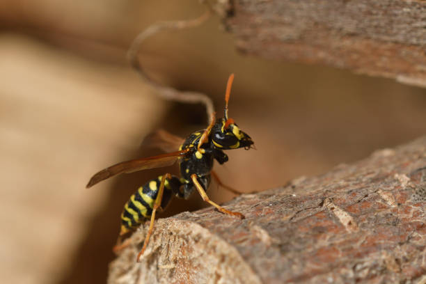 istock two wasp fighting together wildlife macro photography 1140387111