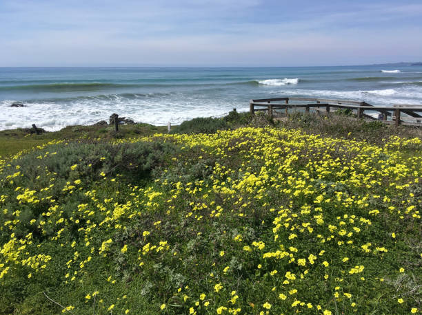 istock California Coast XLIII 1140387455