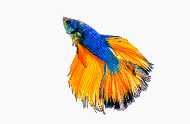 siamese fighting fish, betta splendens isolated on white background siamese fighting fish, betta splendens isolated on white background white halfmoon betta splendens fish stock pictures, royalty-free photos & images