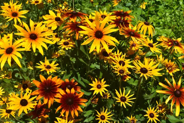 Vibrant Black Eyed Susan Daisies in the Spring