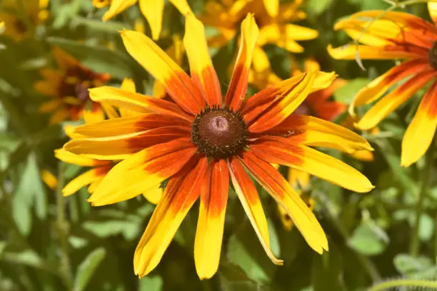 Vibrant Black Eyed Susan Daisy Blooming in the Spring