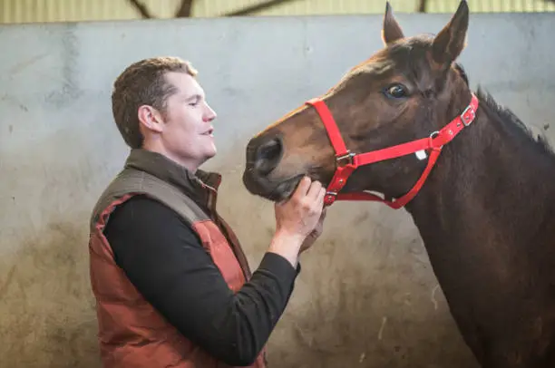 Horse trainer in his yard with thoroughbred race horse, Roscommon, Ireland.