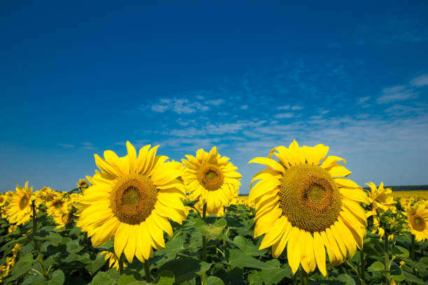 istock Sunflower field with cloudy blue sky 1140390899