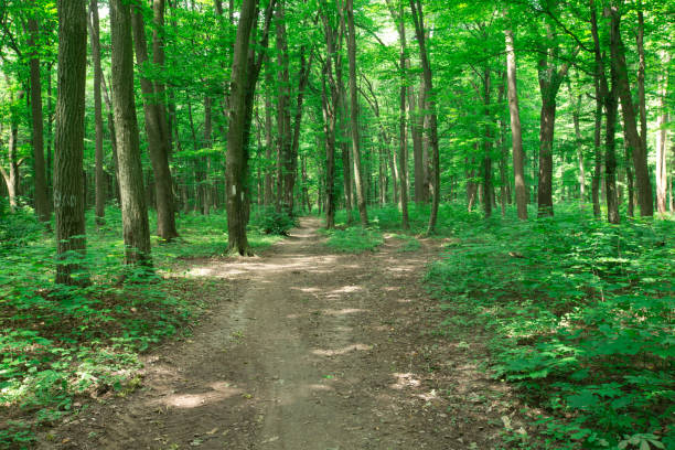 istock green Forest trees. nature green wood sunlight backgrounds 1140390908