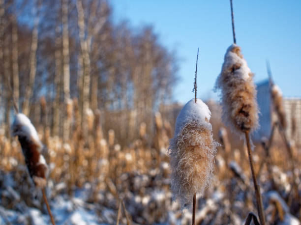 istock cane in the snow on the winter pond 1140390942