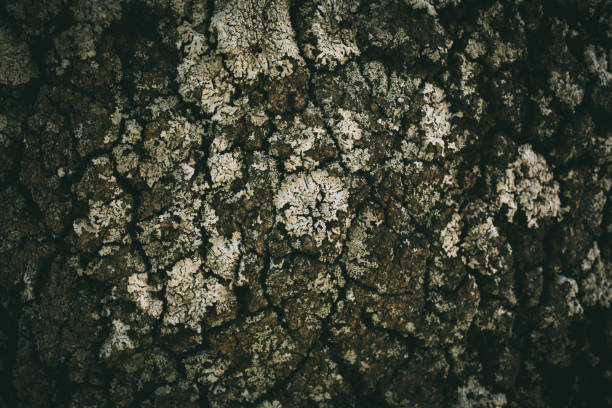 Oak tree bark texture and background for design. Close view of old rough oak bark texture. Abstract organic texture and background.