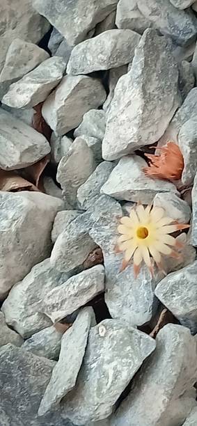 istock Gray stone and flower 1140391475