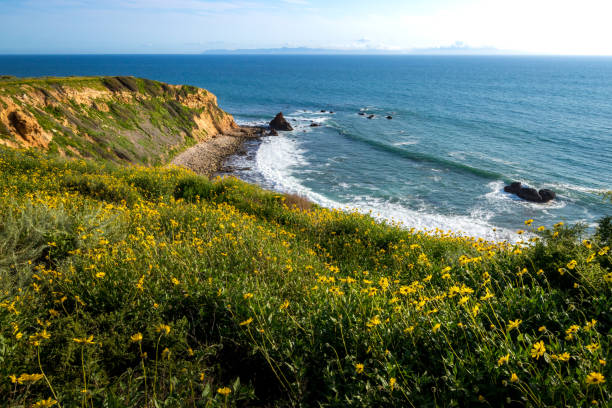 istock Pelican Cove Super Bloom 1140391514