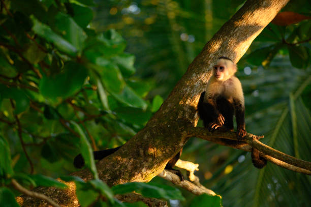 istock Panamanian white-faced capuchin monkey in the wild 1140391665