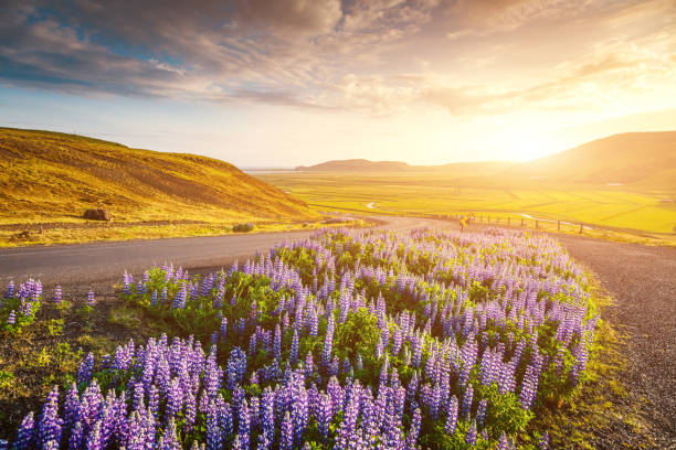 istock Magical blooming lupine valley glowing by sunlight in day. 1140392310