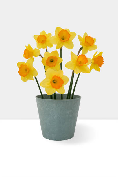 Daffodils  in flower pot placed on the table.Houseplant stock photo
