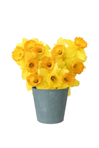 A bouquet of daffodils in the shape of a heart in a pot isolated on the white.Flower concept.Flat lay stock photo