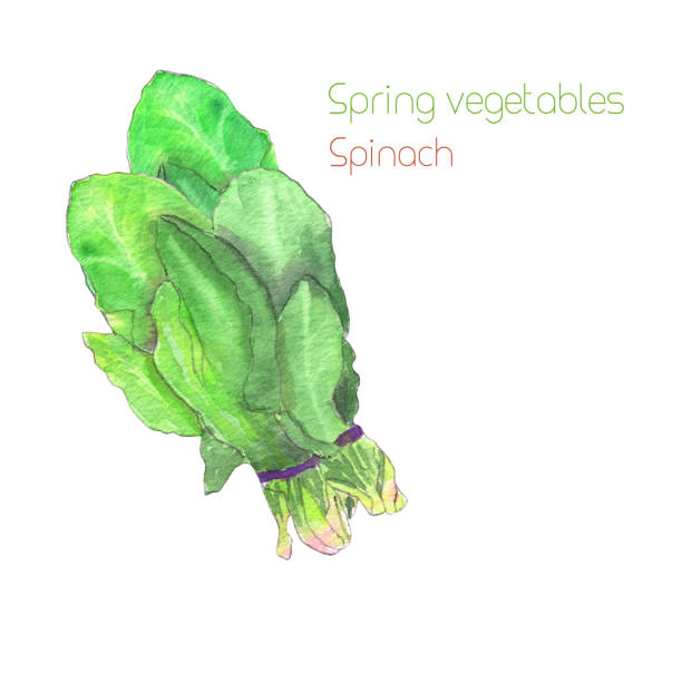 illustrazioni stock, clip art, cartoni animati e icone di tendenza di spinacio - white background freshness spinach vegetable
