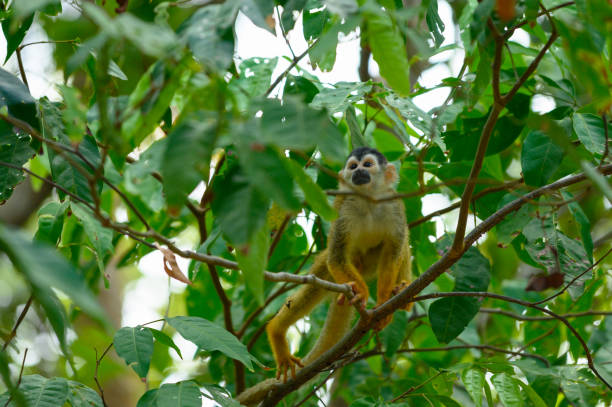 istock Central American squirrel monkey in the wild 1140392754