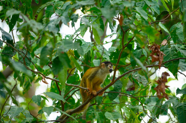 istock Central American squirrel monkey in the wild 1140392756