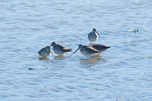 Shorebird wading - believed to be a Long-billed Dowitcher