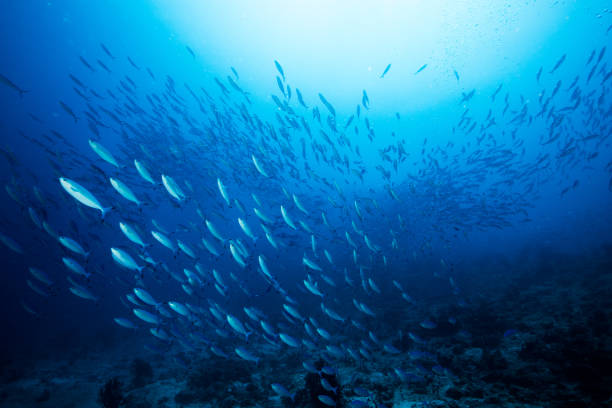 escola da cavala indiana azul subaquática ao longo do local de mergulho, atol de baa, maldives. - fishing fishing industry sea fish - fotografias e filmes do acervo