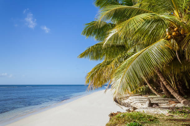 Palm beach Tropical white sand beach with palm trees sainte marie stock pictures, royalty-free photos & images