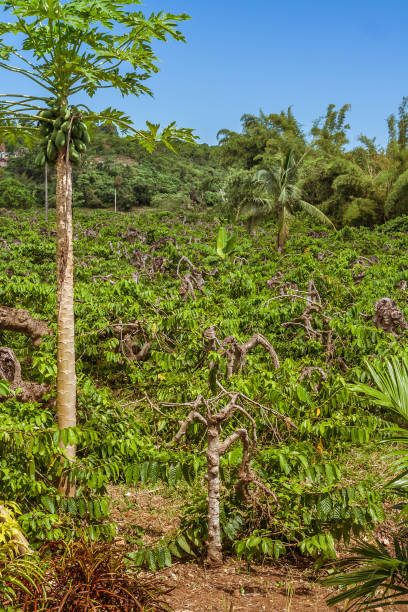 istock Ylang-Ylang plantation 1140393861