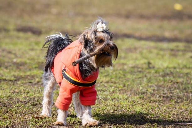 istock Yorkshire terrier in the park 1140393880
