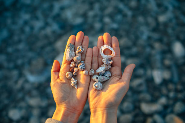 istock Sea shells in hand on the beach at sunset. 1140394317