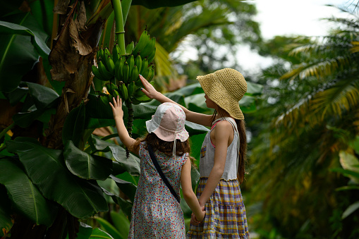 Children touching bananas in the tropical climate of Costa Rica