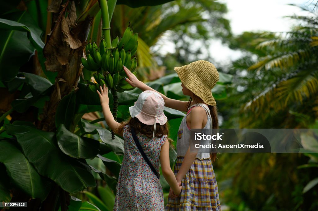 Family vacation in a tropical climate Children touching bananas in the tropical climate of Costa Rica Costa Rica Stock Photo