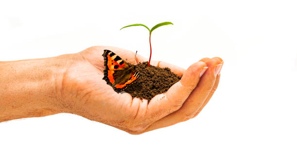 istock Plant in Hand with butterfly 1140394811
