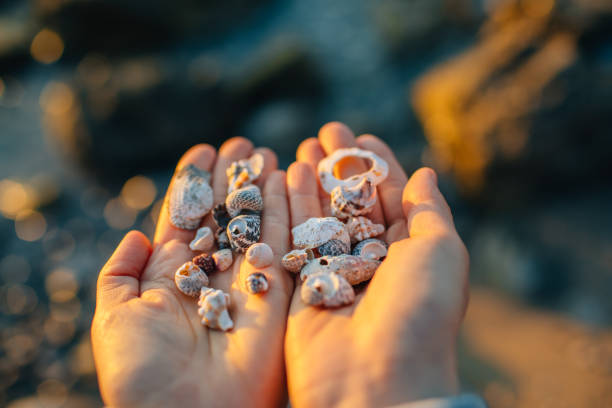 istock Sea shells in hand on the beach at sunset. 1140395923