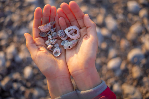 istock Sea shells in hand on the beach at sunset. 1140396339