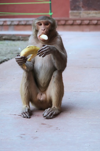 Rhesus macaques (Macaca mulatta) are intelligent, omnivorous Asian, Old World monkeys that are considered to be sacred within the Hindu religion. Therefore, macaques have adapted to living within human communities, often out of necessity due to cities encroaching upon their habitat. Unfortunately, these monkeys have become a problem in the cities as they tend to run amok stealing peoples phones and lunches during the day and damaging property at night.