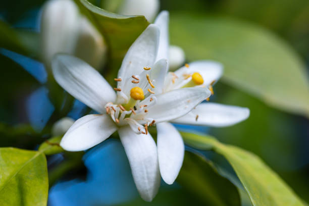 istock orange tree blossom. close up flower photo 1140397156