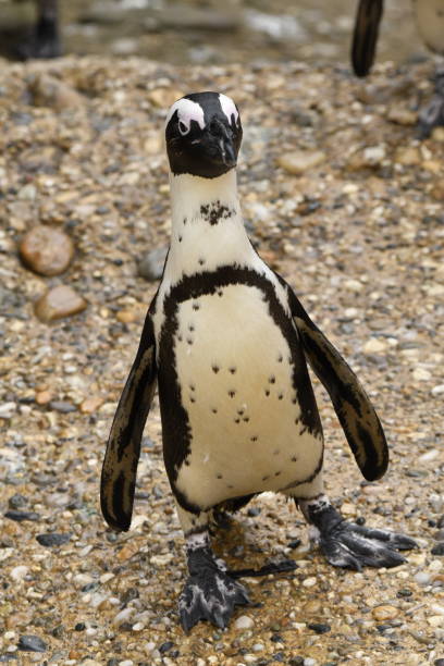 istock african penguin in a zoo 1140397178
