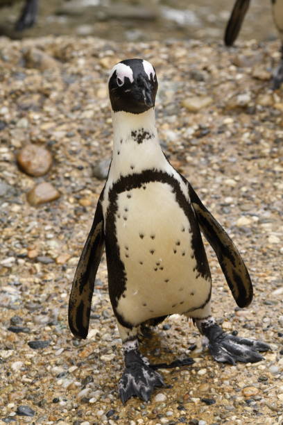istock african penguin in a zoo 1140397180