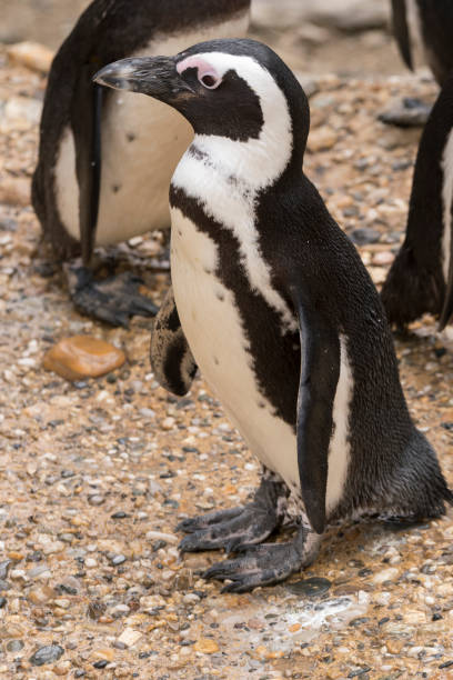 istock african penguin in a zoo 1140397208