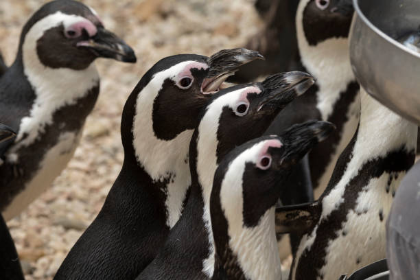 istock african penguin in a zoo 1140397249