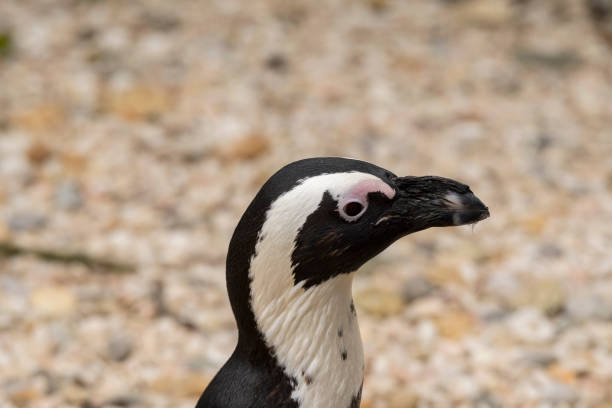 istock african penguin in a zoo 1140397251