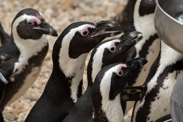 istock african penguin in a zoo 1140397253