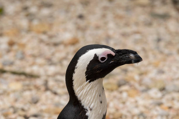istock african penguin in a zoo 1140397264