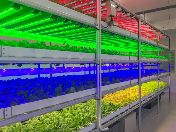 istock Hydroponic LED Light garden ,Growing green oak lettuce plant 1140397474