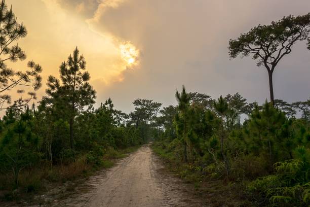 istock Pathway in forest and the sun behind the cloud nature background 1140397926