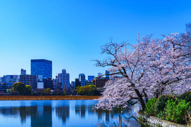 istock Spring Ueno in Tokyo Japan 1140398044