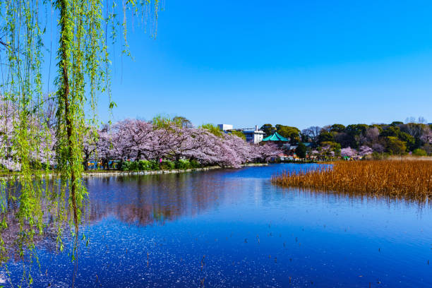 istock Spring Ueno in Tokyo Japan 1140398046