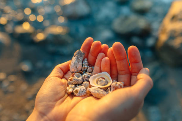 Sea shells in hand on the beach at sunset. Summer vacation concept.